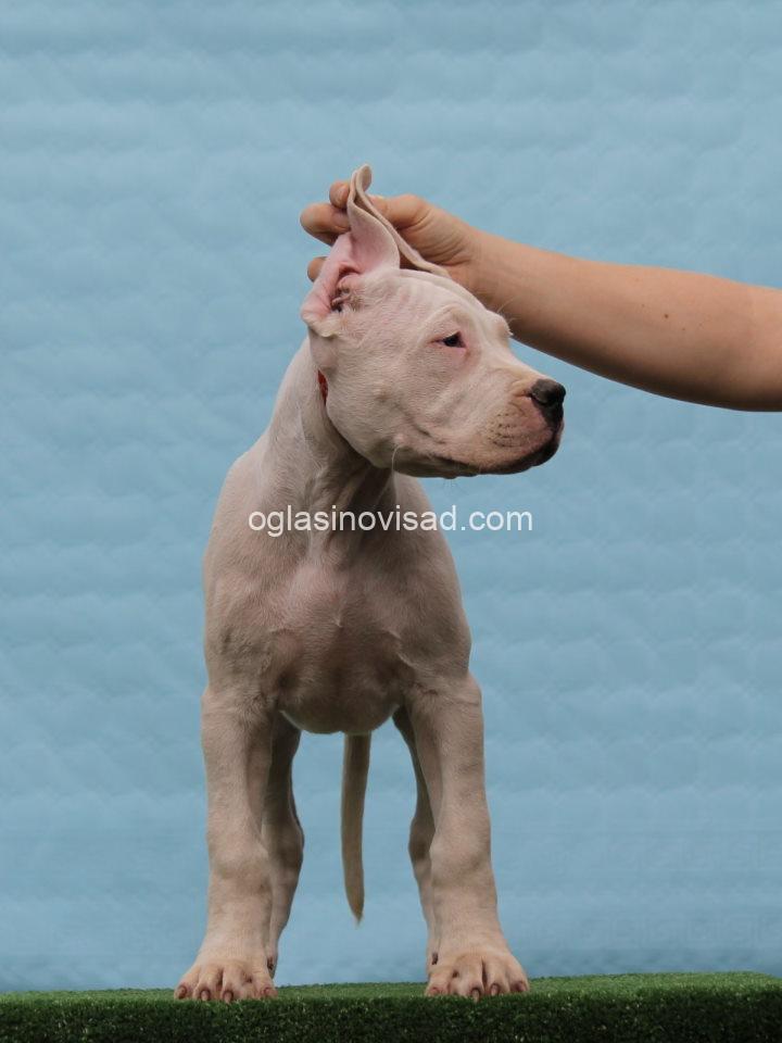 dogo4