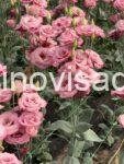 05 viber_slika_2026-06-29_13-32-50-054