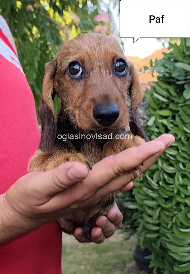 jaz5