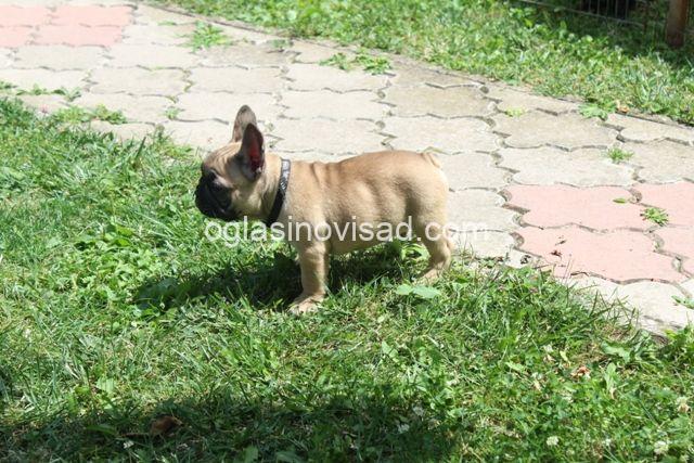 buldog 05