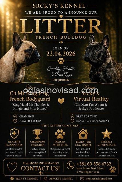 Francuski buldog 04