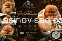 pomeranci 02