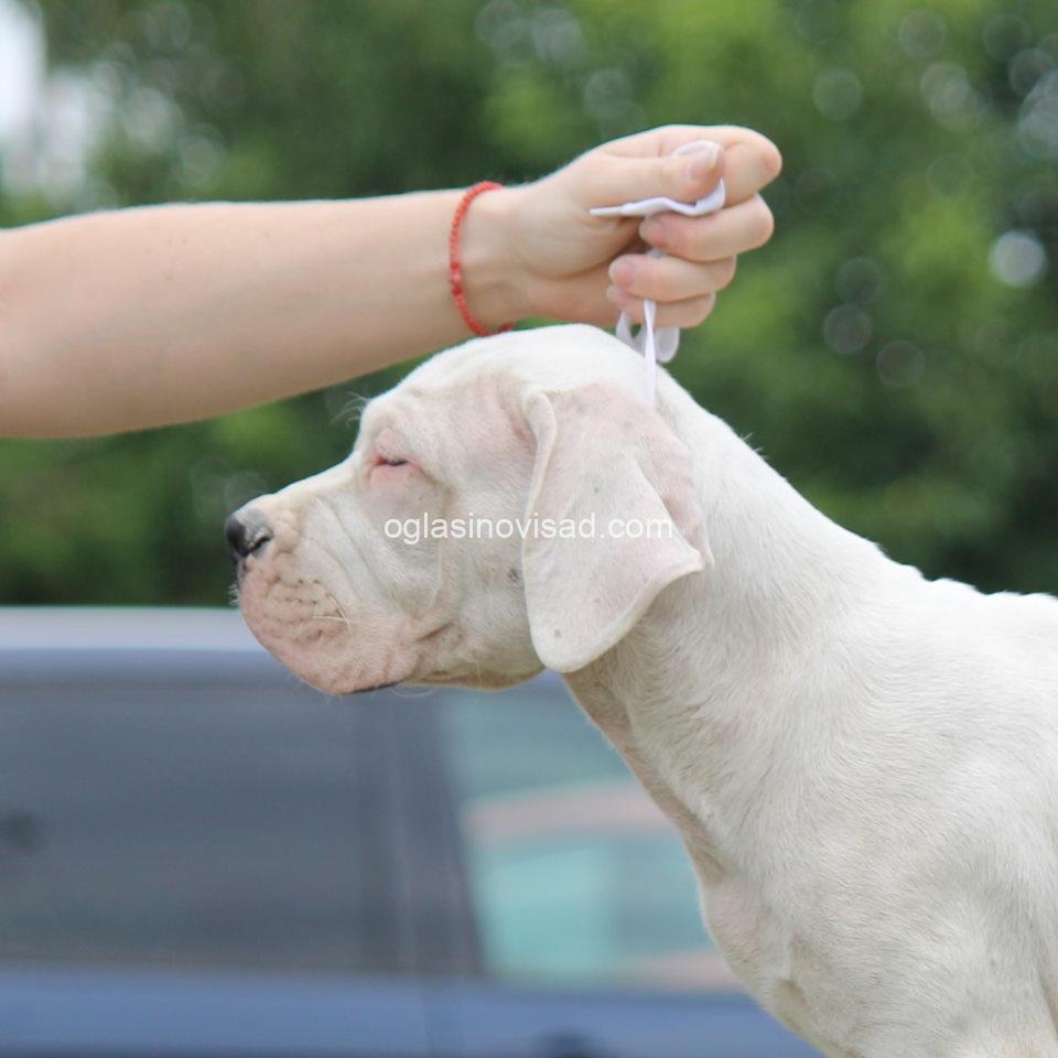 dogo3