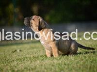 presa2