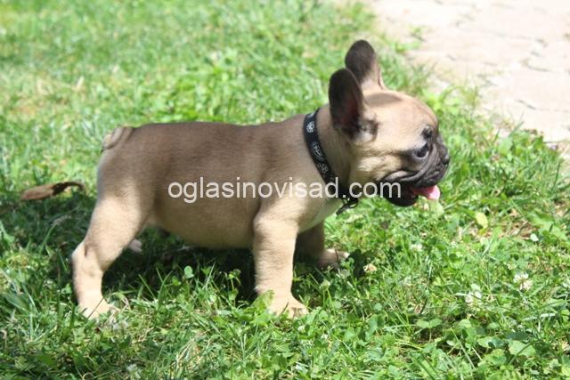 buldog 01