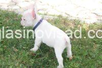 buldog 04