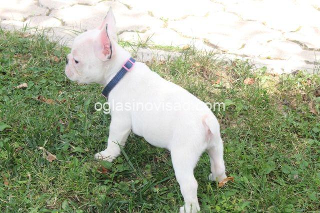 buldog 04