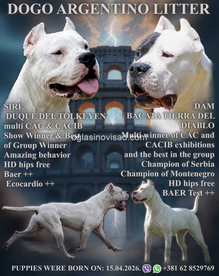 dogo1