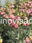 03 viber_slika_2026-06-29_13-32-47-974