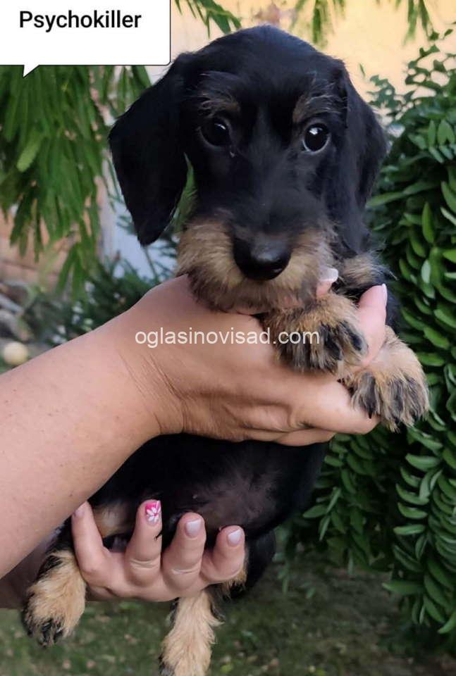 jaz3