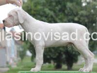dogo5
