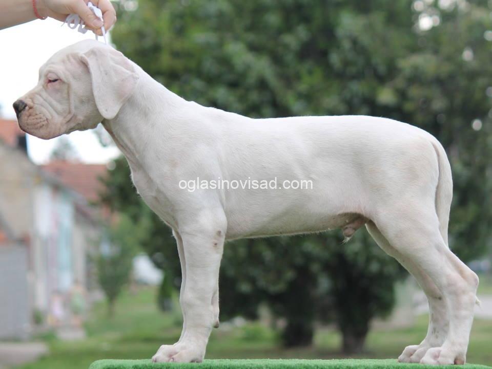 dogo5