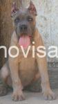 IMG-20260609-WA0005