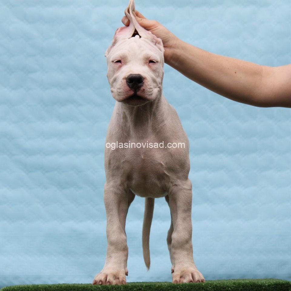 dogo2