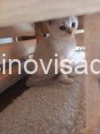 brit4