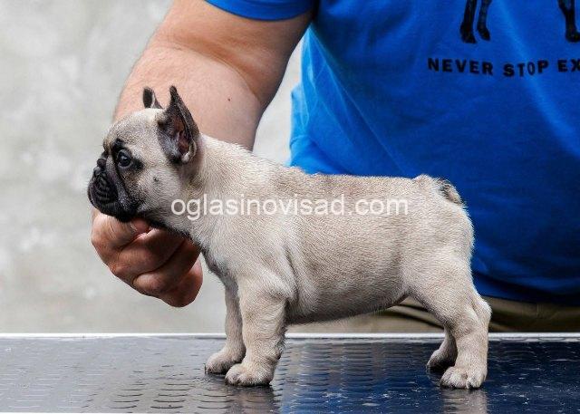 Francuski buldog 01