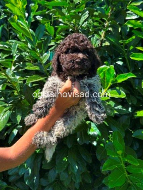 lagotto romagnolo 01bm