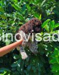 lagotto romagnolo 02