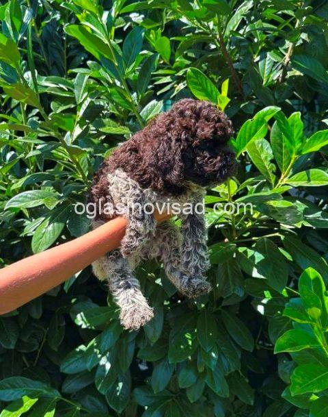 lagotto romagnolo 02
