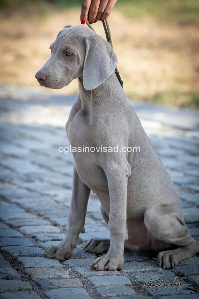 vajmar5