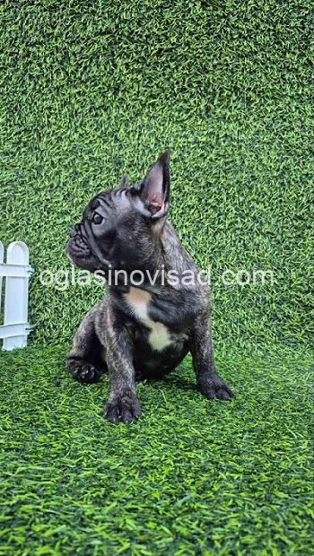 5 francuski buldogM0826