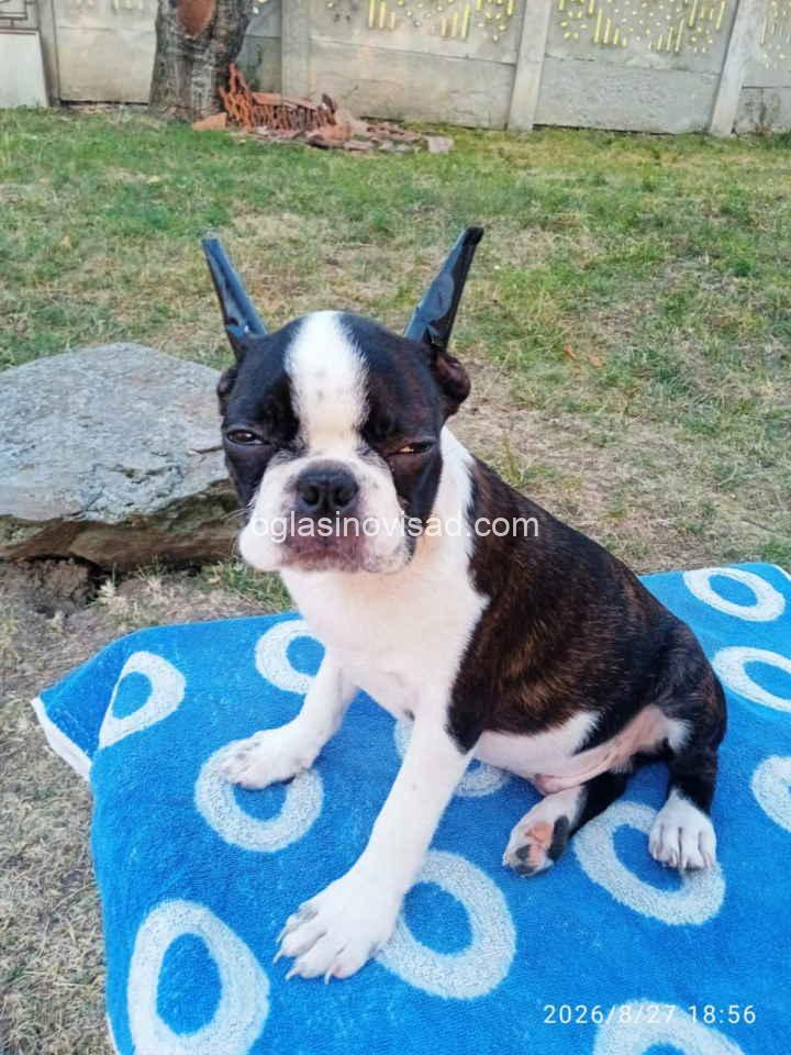 bos3