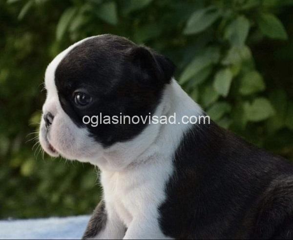 1  boston terijer  S0526