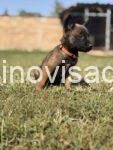 2 bovcarAP0826