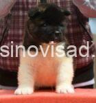 4 americka akita MM0826