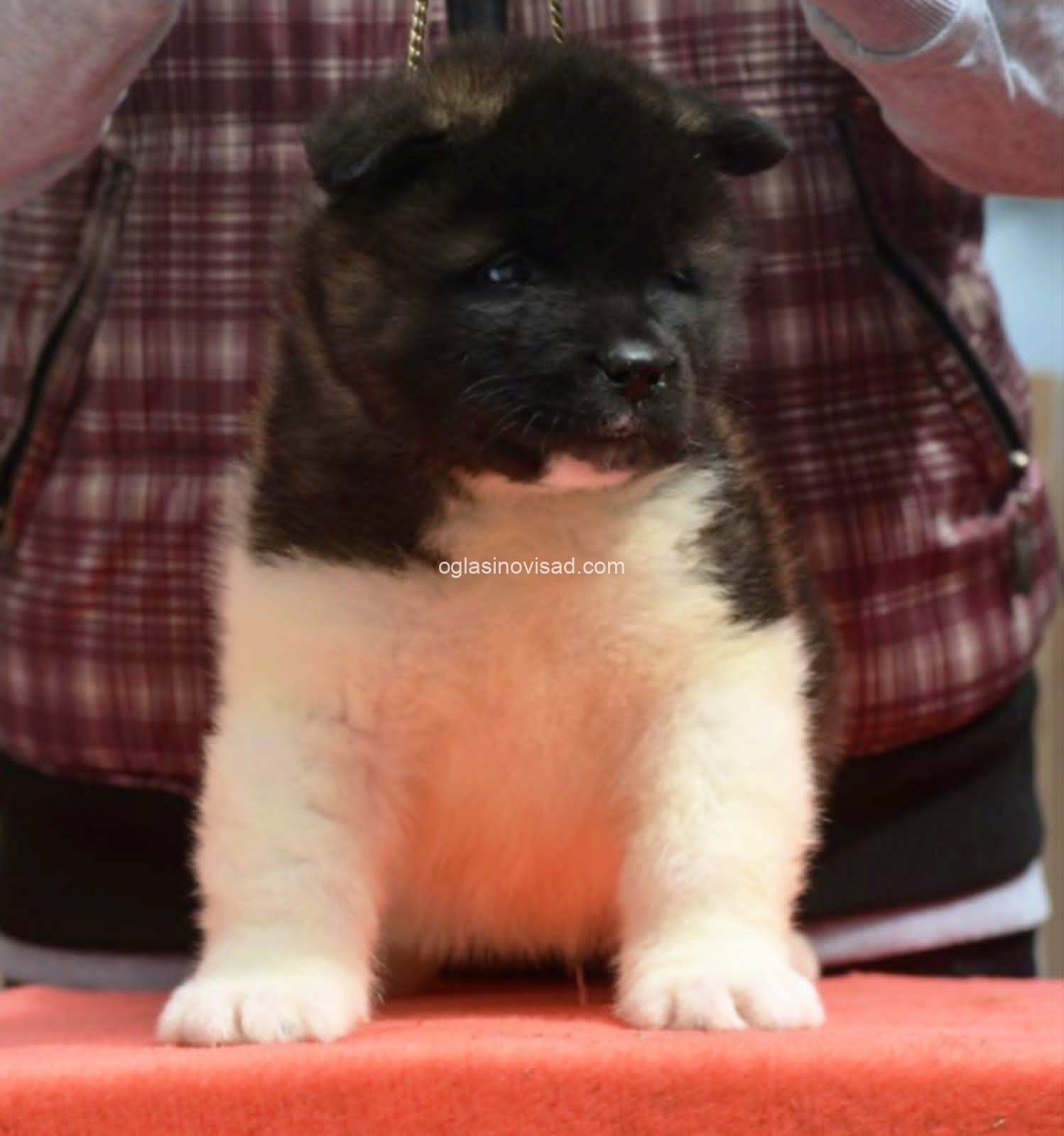 4 americka akita MM0826