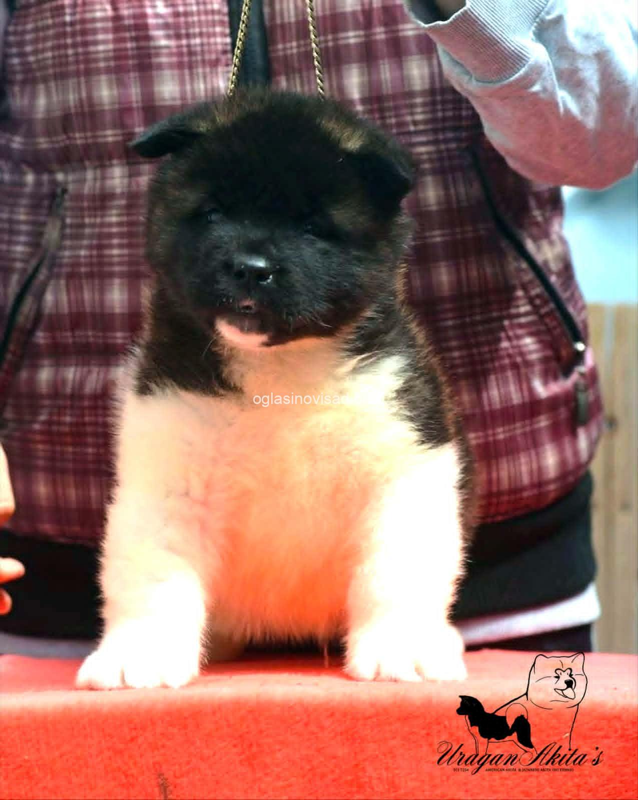 3 americka akita MM0826