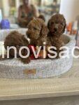 viber_image_2026-08-19_08-37-58-936