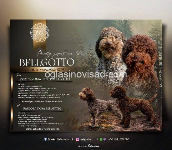 lagotto romagnolo 05