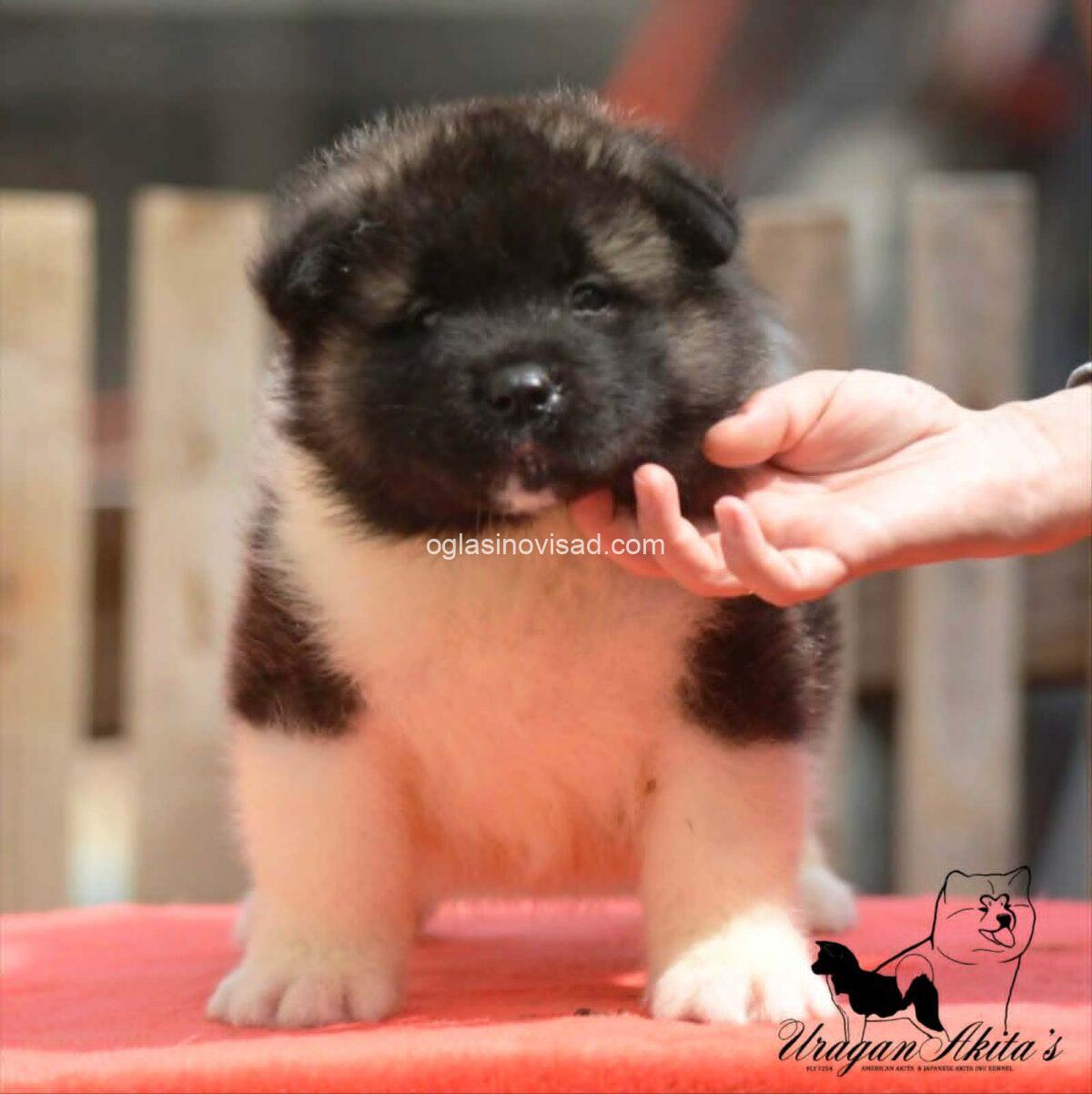 2 americka akita MM0826