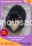 viber_image_2026-08-22_16-16-22-666
