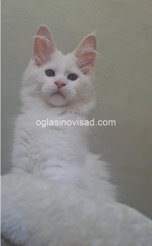 3mainecoonM0826