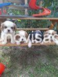 viber_image_2026-08-26_09-35-27-091