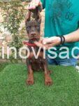 2 dobermanM0826