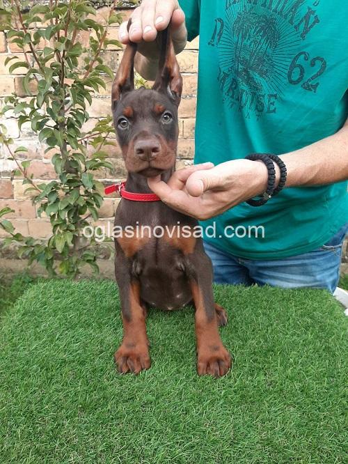 2 dobermanM0826