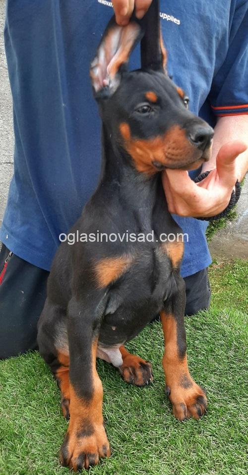 4 dobermanM0826
