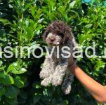 lagotto romagnolo 03