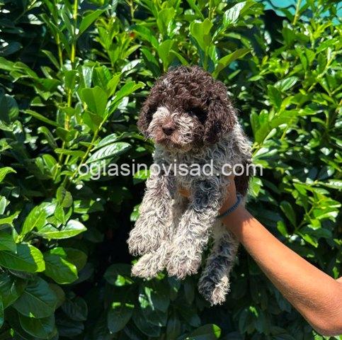 lagotto romagnolo 03