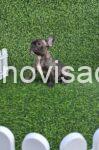 3 francuski buldogM0826