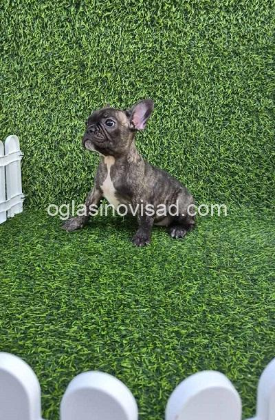 3 francuski buldogM0826