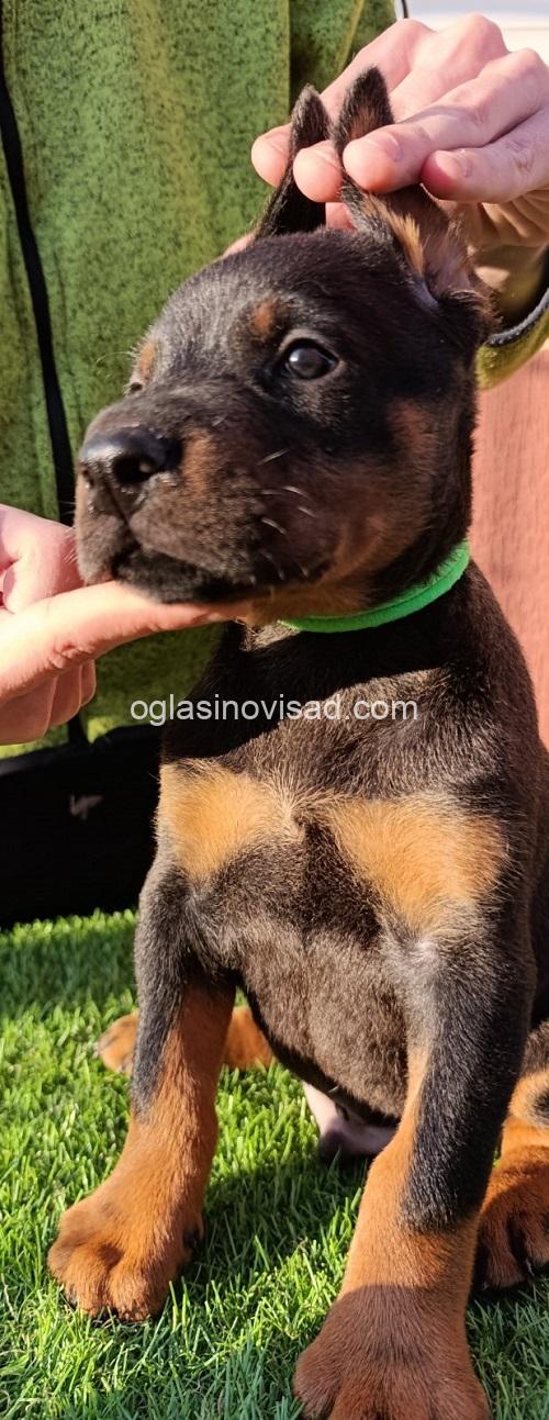 9 dobermanM0826