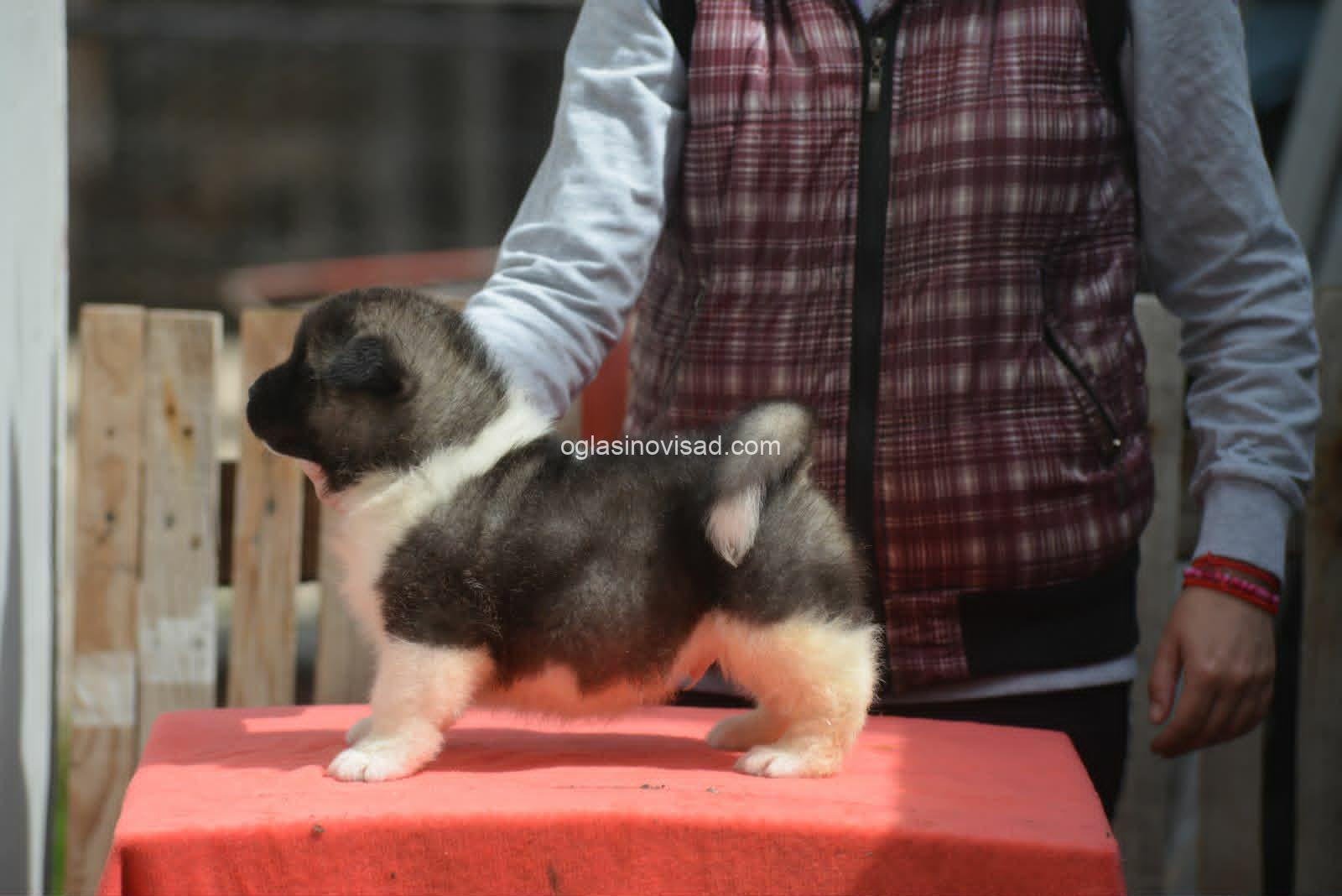 5 americka akita MM0826