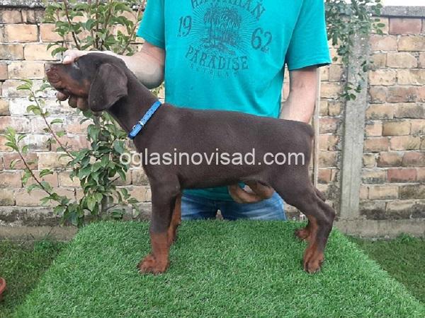 1 dobermanM0826