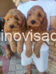 viber_image_2026-08-01_12-24-29-508