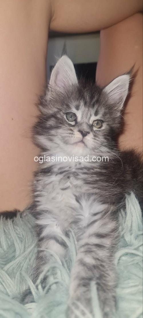5mainecoonM0826