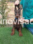 3 dobermanM0826